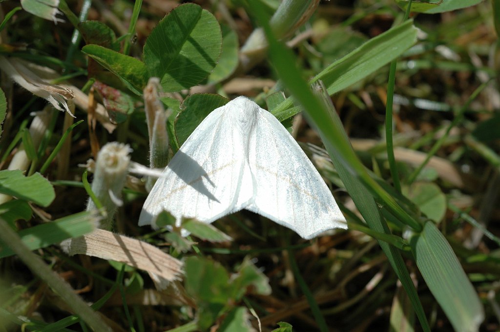 082 2006-06122978 Nova Scotia, CA.JPG - White Slant-line Moth (Tetracis cachexiata). Nova Scotia, Canada, 6-12-2006